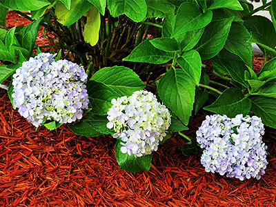 Mulch