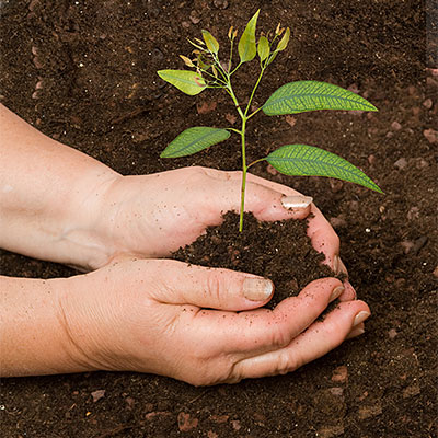 Soil